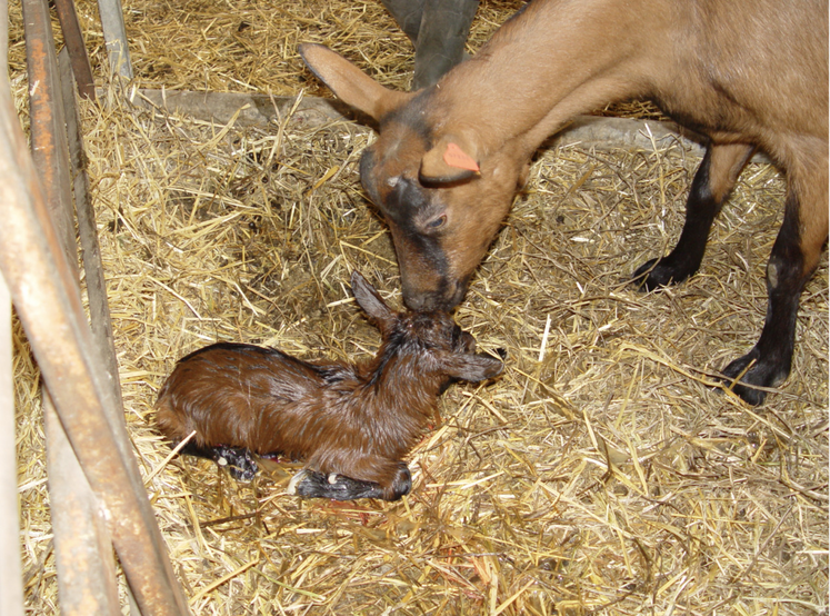 La fièvre Q est la première cause d'avortement en caprins.