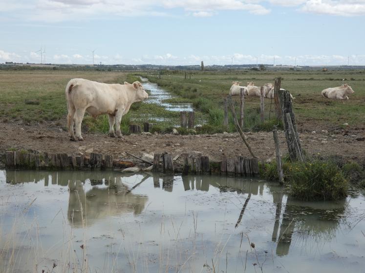 Le bassin de Rochefort-Marennes, qui concentre environ la moitié du cheptel bovin départemental (une proportion encore plus élevée pour les seuls bovins allaitants), travaille à favoriser les démarches de consommation de viande locale.
