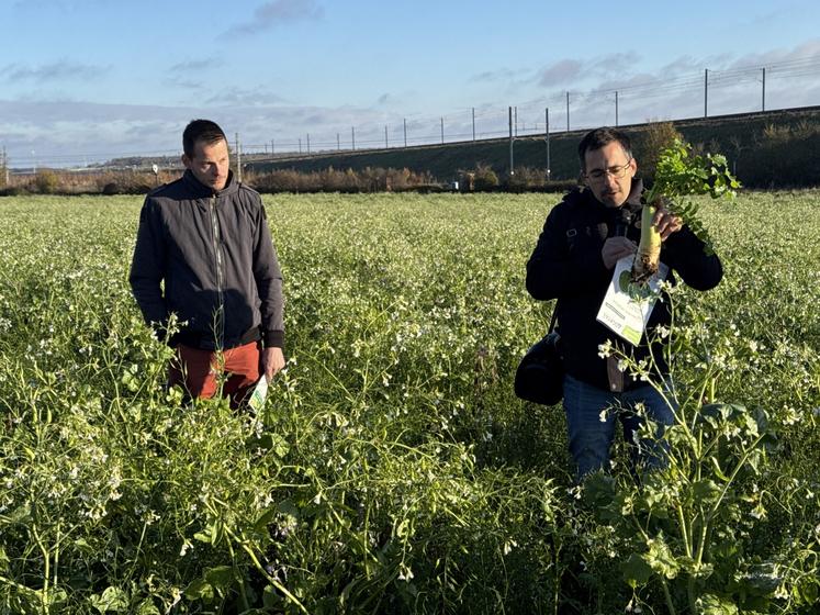 L'agriculteur Hervé Vandeputte (à gauche) travaille ses couverts depuis 2020, dans un but de diversification de revenus et de crédits carbone. Il constate des bénéfices intéressants pour les cultures qui succèdent aux couverts.