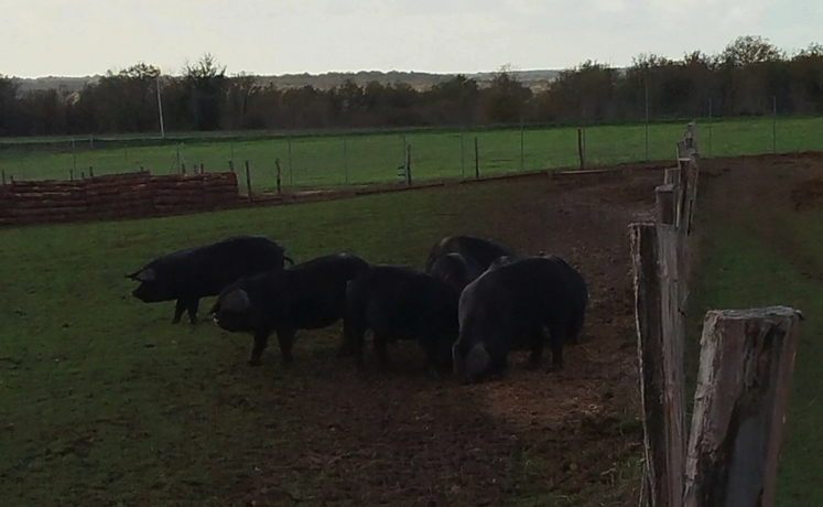 Porcs noirs gascons
