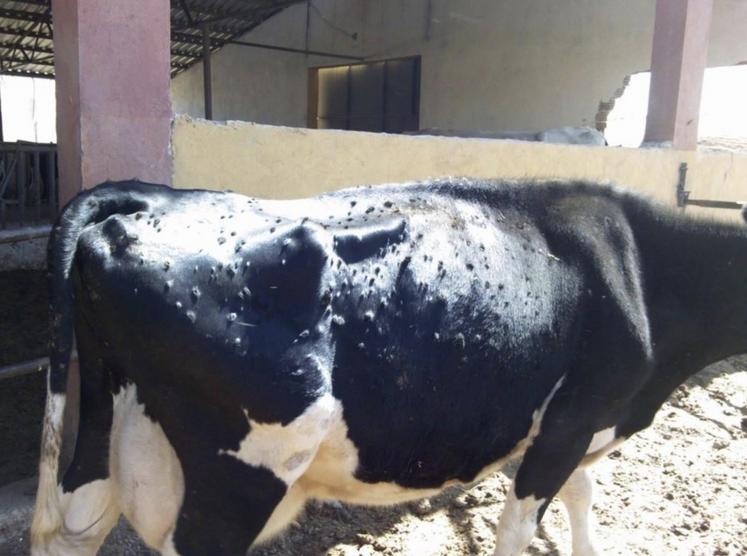 Exemple d'animal contaminé. Les nodules touchent l'épiderme mais aussi les organes internes de l'animal. 