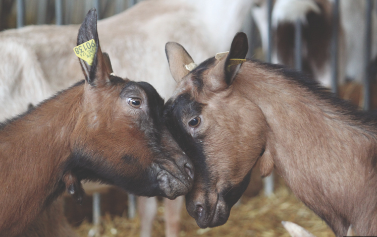 Un effet bouc a été rajouté au programme hormonal de synchronisation.