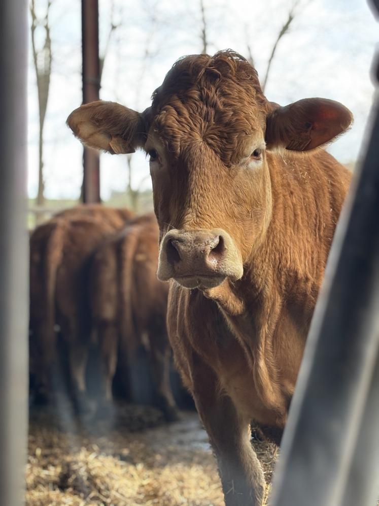 Les prix de bovins ont prix 2€/kg depuis le début de l'année.