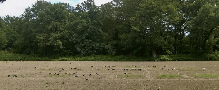 Les tests de fréquentation ont mis en exergue l'intérêt d'Artemide et Ecovelex comparé à Prohibird et BPO.