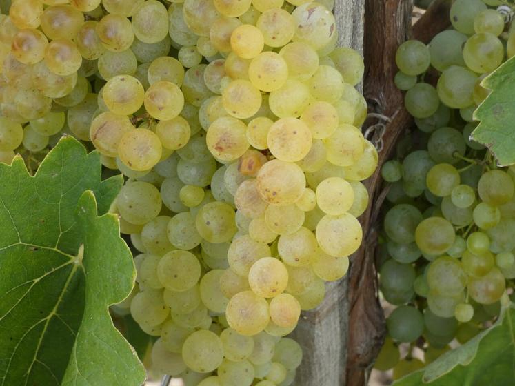 Vignes et grappes de raisin (probablement Ugni blanc) à Chérac (17), le 4 septembre 2023.
