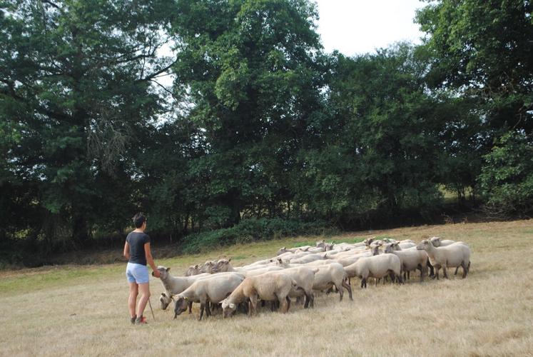 Un CS ovin viande va voir le jour à Bressuire.