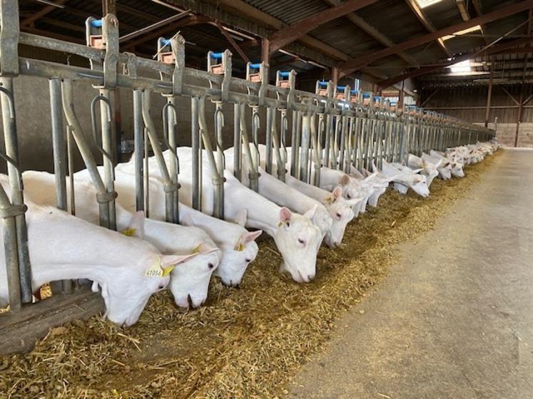 Les normes classiques de rationnement visent le maintien de la production laitière, mais ne permettent pas de maîtriser l'engraissement, influencé par la concentration de la ration.