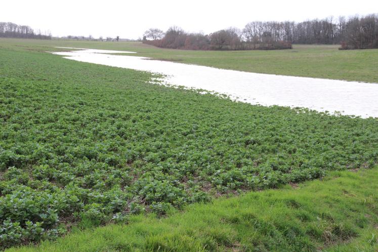 De nombreuses parcelles agricoles se sont retrouvées sous les eaux. Ici, à Jardres.