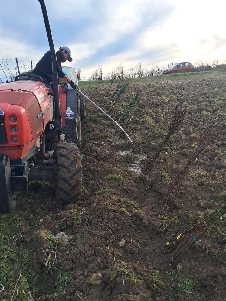Les plants d'amandiers ont été placés. Ils attendent juste un temps plus clément pour être plantés.