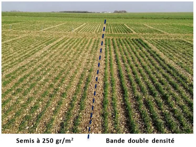 Figure 1 : bande double densité en groie moyenne (17) pour un semis de la variété THERMIDOR du 05/11 (Photo du 12/02).