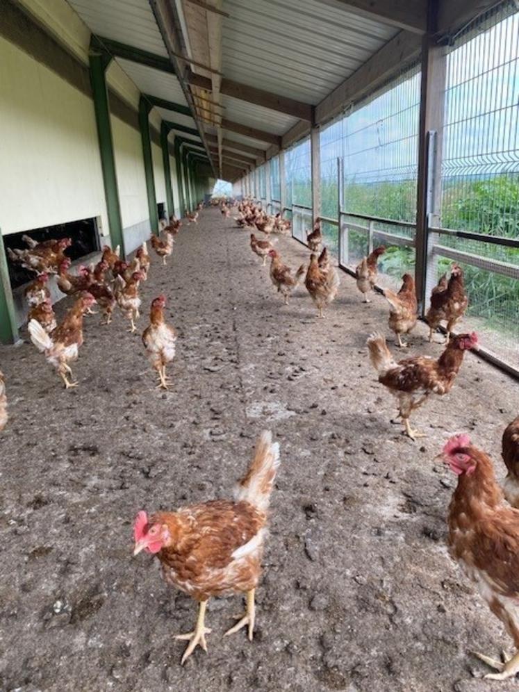 Les huit poulaillers bio fournisseurs de la PME Phelippeau frères proposent un accès extérieur aux volailles, dont les effectifs sont de 5 000 pondeuses en moyenne.