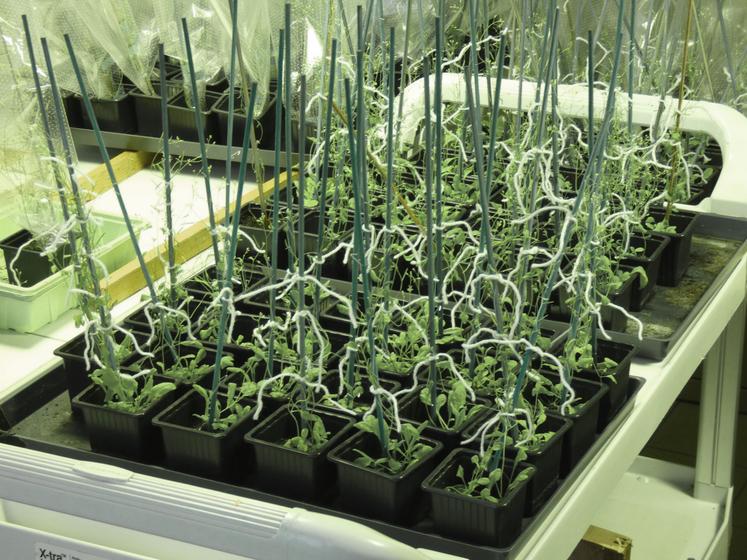 Plante frêle aux petites fleurs blanches, l'arabette des dames appartient à la famille des brassicacées, au même titre que le colza.