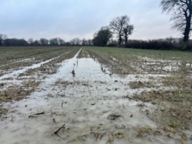 Dans l'ouest du département, du triticale sous l'eau.