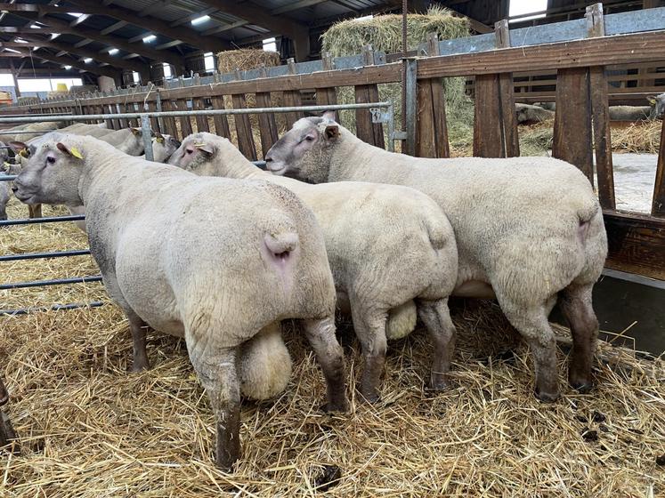 Les trois béliers seront présentés dans deux sections à Paris. Le premier à gauche, un mâle de trois ans acheté en 2024, a décroché un premier prix de section au Festival de l'élevage de Parthenay, l'été dernier.