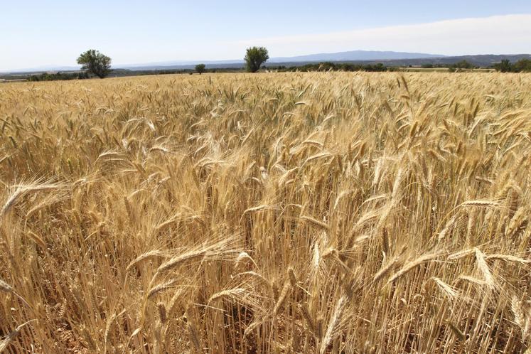 Blé dur au stade épis proches de la maturité, sur le plateau de Valensole dans les Alpes de Haute Provence. Stade épiaison avant moisson.