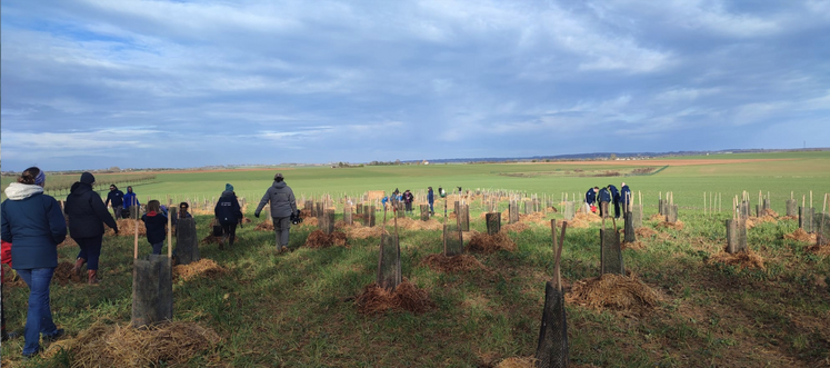 45 salariés du parc ont participé à cette plantation, à Neuville-de-Poitou.