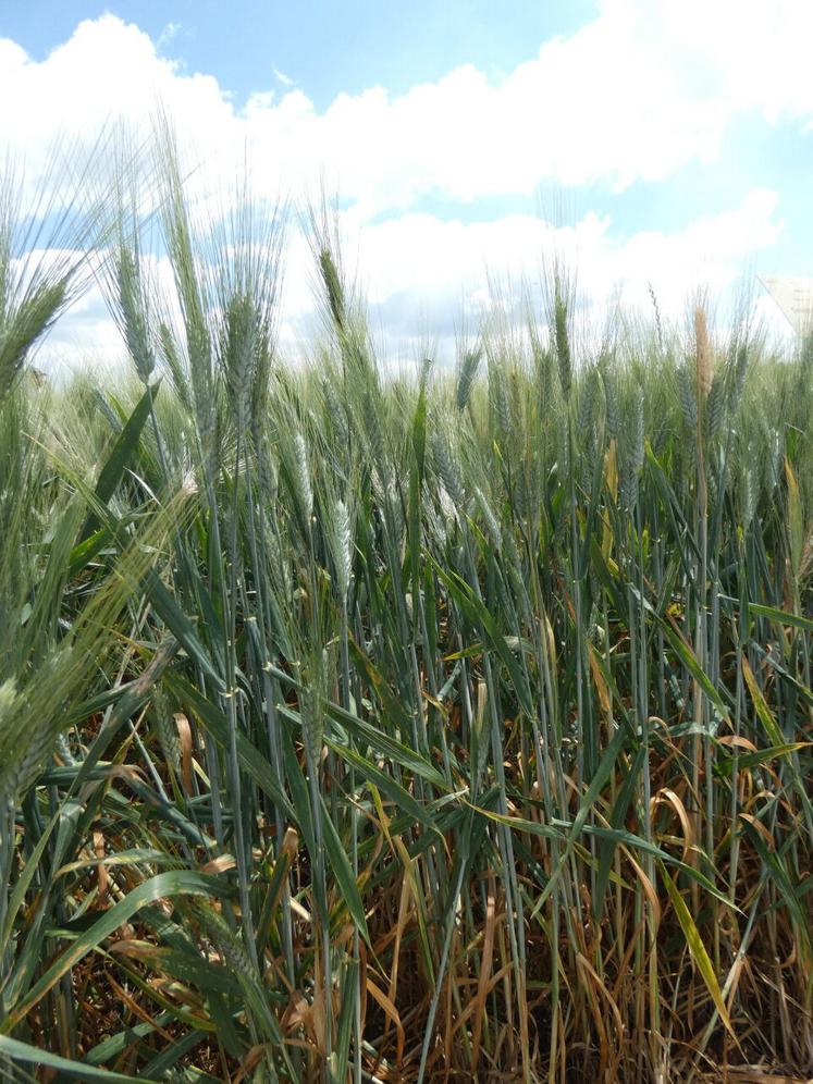 Blé dur, le 22 mai 2025, à St-Georges-du-Bois (17).