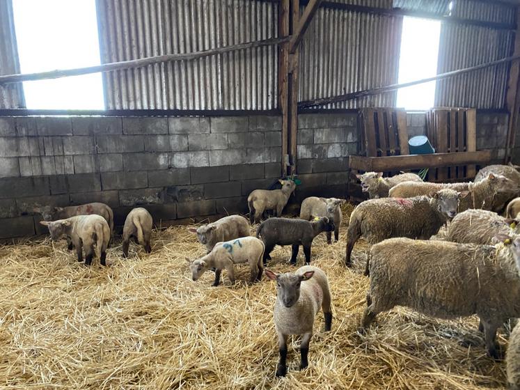 La mortinatalité chez Alexandre se situe à 10,2 %, dans la moyenne des élevages (Mouton vendéen non inscrits 79). La mortalité des agneaux de moins de 20 jours et celle des agneaux de plus de 20 jours sont moitié moindres que celles du groupe.