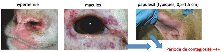 Les symptômes de la Clavelée.