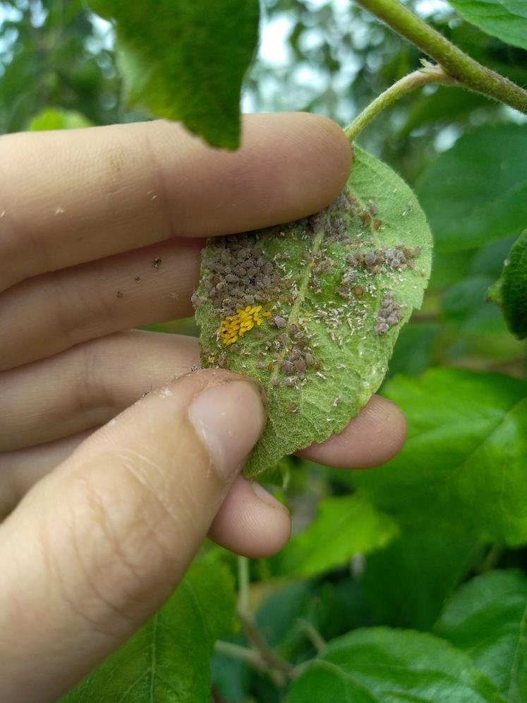 Feuille de pommier infestée par des pucerons cendrés. En jaune, des œufs de coccinelle, auxiliaire de culture prédateur du puceron.
