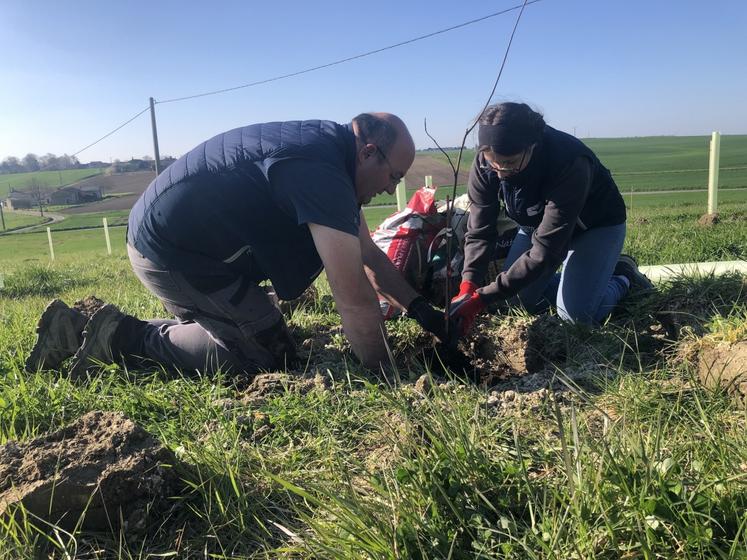 À Doussay, l'aventure d'une mangue produite localement ne fait que commencer.