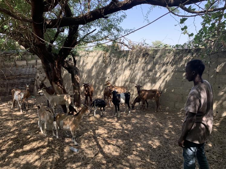 Les élevages de chèvres Sahel sont très différents de ceux en France.