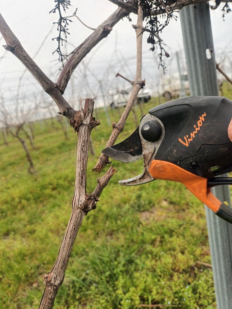 Trois modalités d'établissement et deux types de taille ont été testés par les conseillers viticoles.