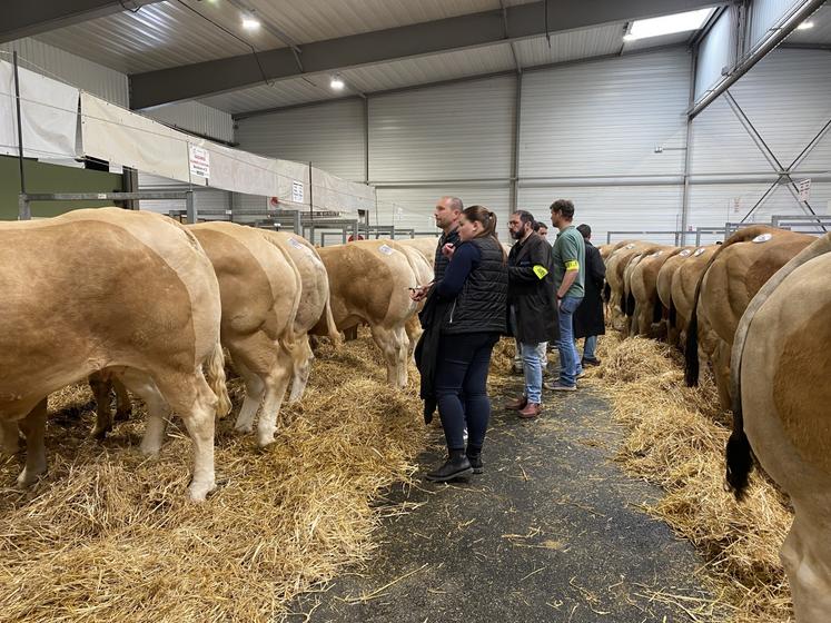 Les membres des jurys, composés d'éleveurs, bouchers, vétérinaires, retraités du milieu agricole et élèves d'établissements agricoles, en délibération derrière les Blondes d'Aquitaine, race à l'honneur.