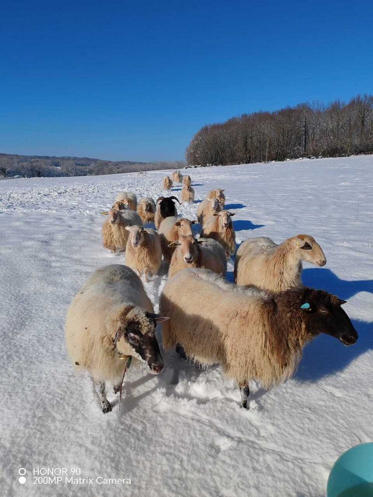 Natacha Chubilleau a choisi de travailler avec des moutons Manech, une race originaire des Pyrénées.