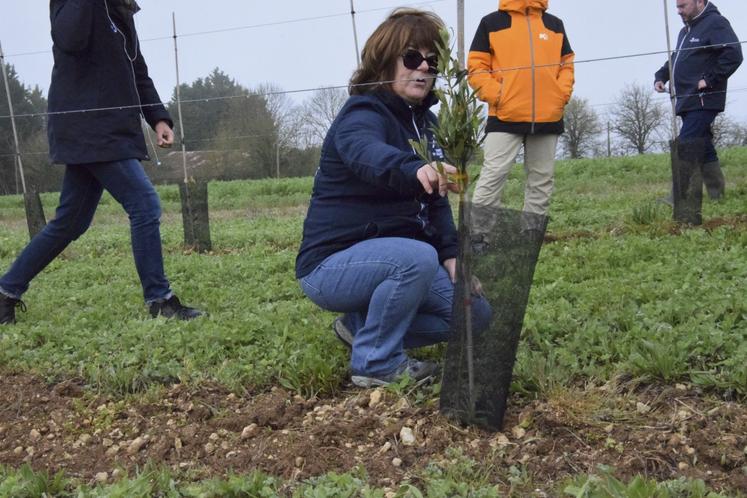 Laetitia Plumat, présidente de la Chambre d'agriculture de la Charente, a planté 3 000 oliviers sur ses terres en 2024.