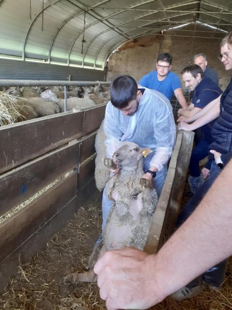 La reproduction est une affaire d'anticipation et de rigueur technique.
