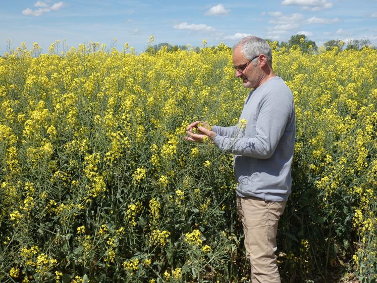 Face aux cours bas du blé et du maïs, Brice Besson a réintroduit du colza dans son assolement, mais cette plante reste demandeuse en intrants coûteux.