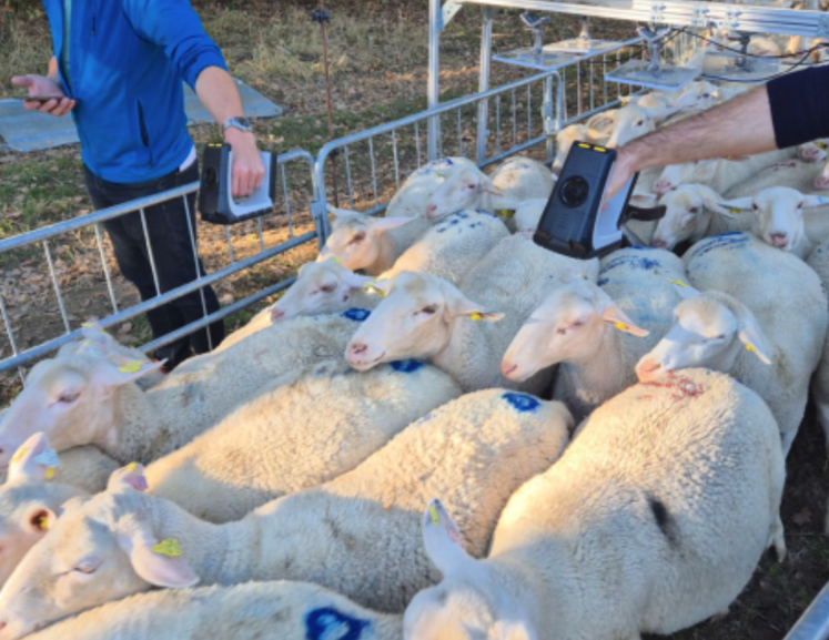 Les boucles RFID Ultra haute fréquence (UHF) permettent d'identifier les animaux par une lecture en masse.