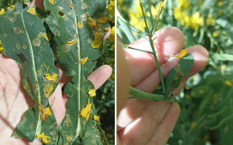 À la mi-avril, 80 % des situations étaient touchées par la maladie.