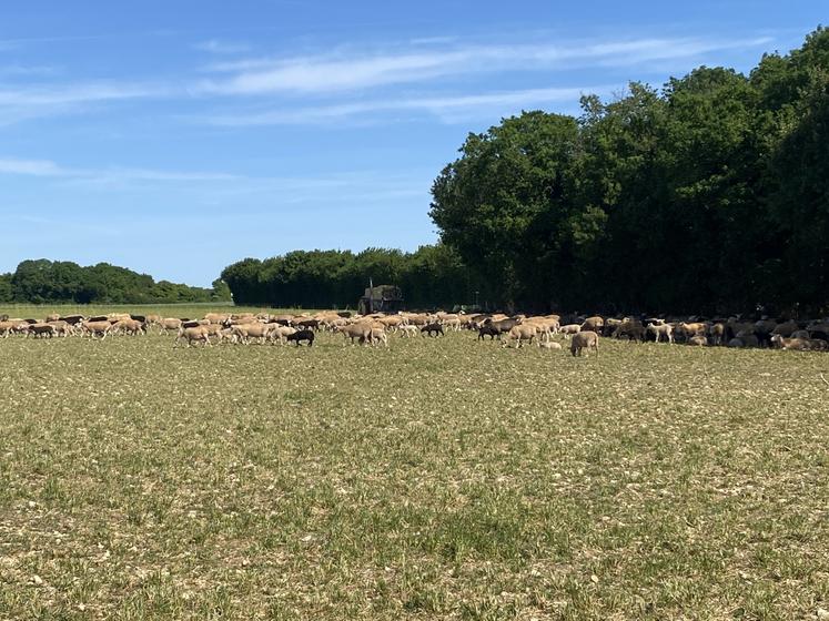 Troupeau Xavier Broquet berger transhumant en 79