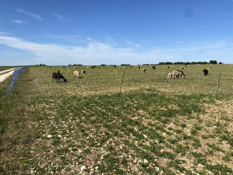 Troupeau Xavier Broquet berger transhumant en 79