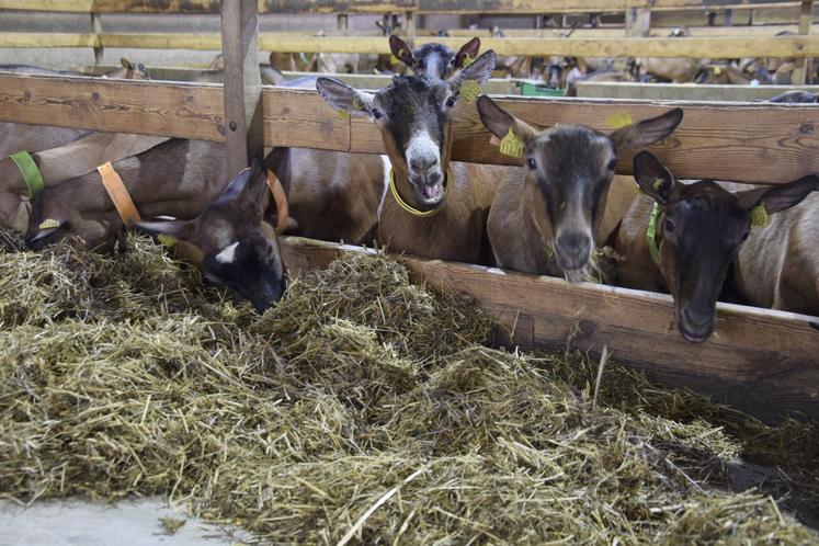 Les chèvres adultes sont habituées à recevoir trois rations par jour. Les chevrettes sont servies deux fois.