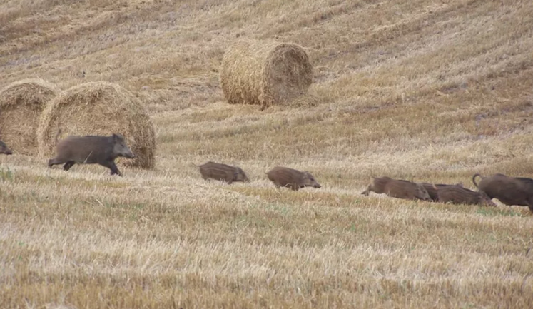 Les dégâts de sangliers ont augmenté de 40 % en un an.