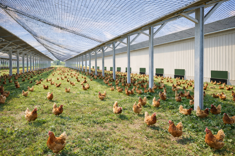 Visuel de volière agrivoltaïque.