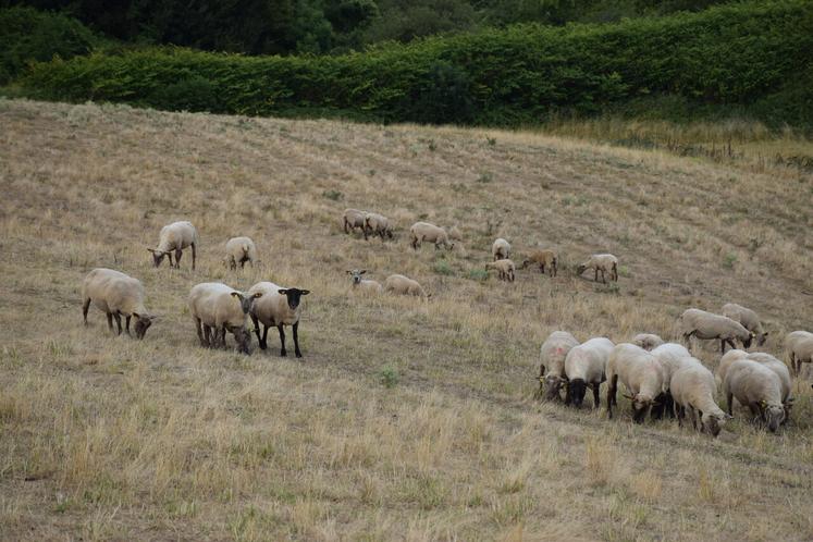 Moutons vendéens
