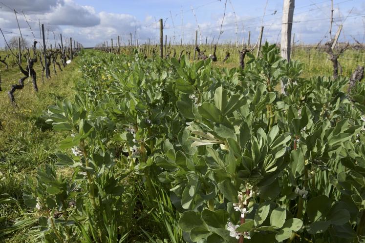 Couverts végétaux composés d'avoine et de féverole.