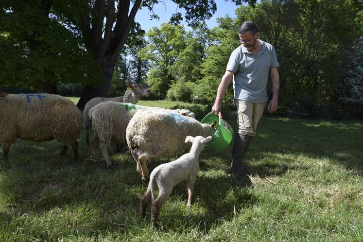 À Oradour-Fanais, en Charente limousine, l'élevage de Patrick Soury compte 600 brebis. L'éleveur est le président national de la section ovine d'Interbev.