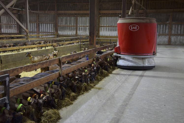 Le robot Lely fait plusieurs passages par jour auprès des chèvres pour leur délivrer une ration adaptée.