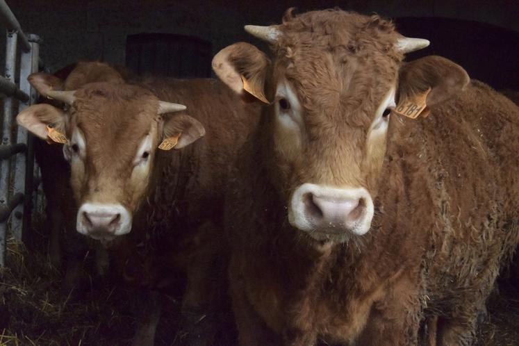 184 500 tonnes d'équivalent carcasse (TEC) ont été produites en 2025 en Nouvelle-Aquitaine (-2 % sur 2024), dont 120 500 TEC de bovins.