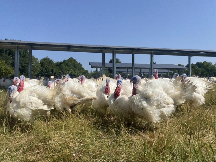 Aux Forges (79), la ferme de Nicolas Moreau constitue un site pilote avec 44 ombrières sur un parcours de 2,5 ha.
