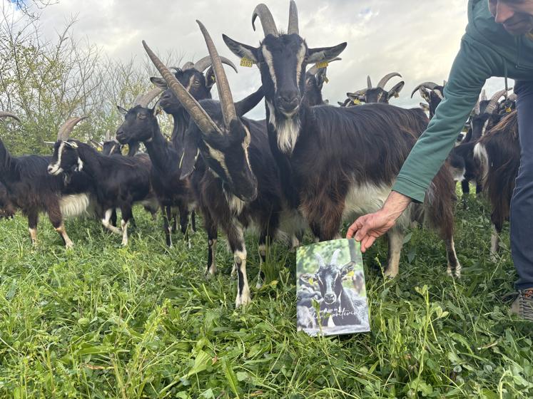Les données techniques des chèvres poitevines sont désormais disponibles dans un guide.