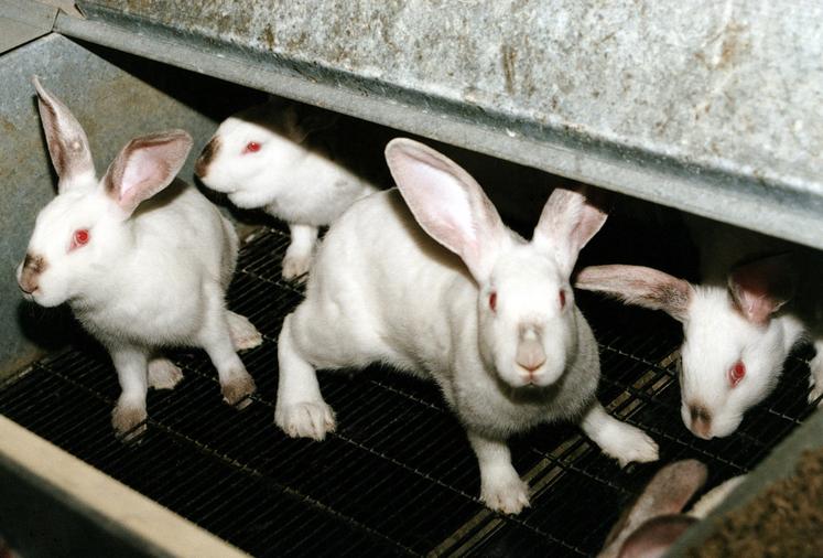 La coopérative Terrena compte 60 éleveurs de lapins. Les éleveurs de la CPLC vont venir grossir les rangs.