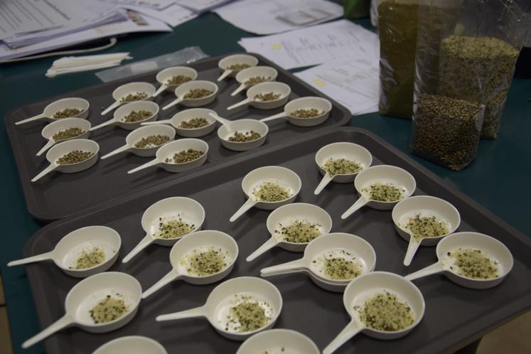 Les graines de chanvre décortiquées ont fait l'objet d'une dégustation auprès des chefs de cuisine de plusieurs collèges.