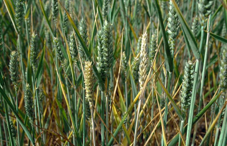 L'échaudage conduit à un arrêt plus ou moins total du remplissage des grains ou de leur maturation.