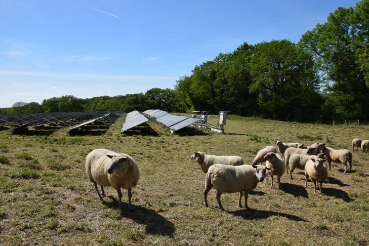 Panneaux photovoltaïques laiterie Pamplie ovins Grégoire Métais
